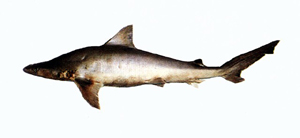 Carcharhinus tjutjot爪哇真鯊