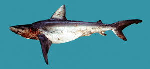 Carcharhinus leucas低鰭真鯊