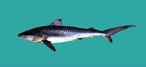 Galeocerdo cuvier鼬鯊
