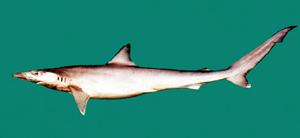 Loxodon macrorhinus廣鼻彎齒鯊