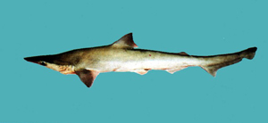 Rhizoprionodon acutus尖頭曲齒鯊