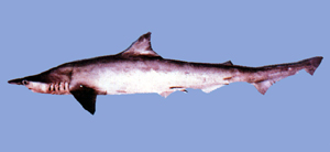 Scoliodon laticaudus寬尾斜齒鯊