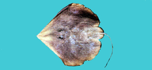 Sinobatis melanosoma黑體海灣無鰭鰩