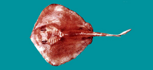 Urolophus aurantiacus褐黃扁魟