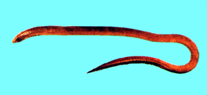 Moringua macrocephalus大頭蚓鰻