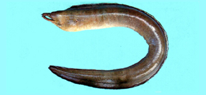 Enchelycore schismatorhynchus裂吻勾吻鯙