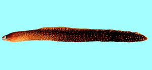 Gymnothorax buroensis伯恩斯裸胸鯙
