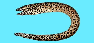 Gymnothorax favagineus大斑裸胸鯙