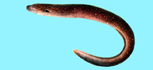 Gymnothorax flavimarginatus黃邊鰭裸胸鯙