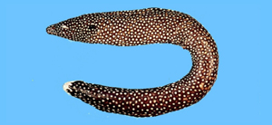 Gymnothorax meleagris白口裸胸鯙