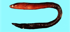 Gymnothorax pindae平達裸胸鯙