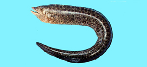 Gymnothorax pseudothyrsoideus淡網紋裸胸鯙