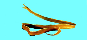 Rhinomuraena quaesita管鼻鯙