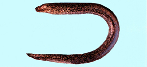 Uropterygius macrocephalus大頭尾鯙