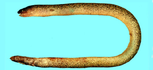 Uropterygius micropterus小鰭尾鯙