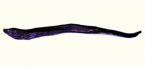 Meadia roseni羅氏箭齒前肛鰻