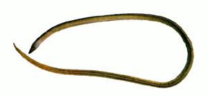 Bascanichthys kirkii克氏褐蛇鰻