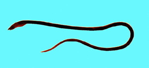 Ophichthus macrochir大鰭蛇鰻