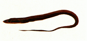 Rhynchoconger ectenurus黑尾突吻糯鰻