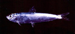 Herklotsichthys punctatus斑點似青鱗魚