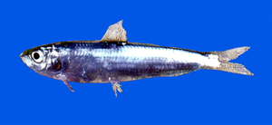 Herklotsichthys quadrimaculatus四點似青鱗魚