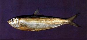 Sardinella albella白腹小沙丁魚