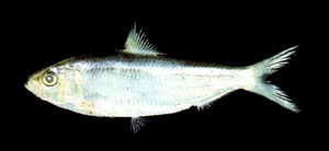 Sardinella fimbriata繸鱗小沙丁魚