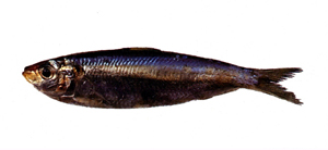 Sardinella gibbosa隆背小沙丁魚
