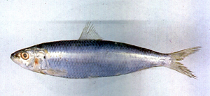 Sardinella lemuru黃小沙丁魚