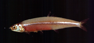Stolephorus indicus印度側帶小公魚