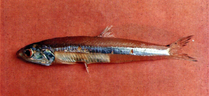 Stolephorus insularis島嶼側帶小公魚