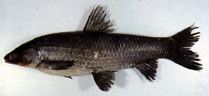 Mylopharyngodon piceus青魚