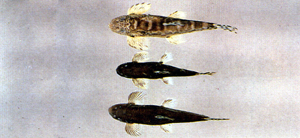 Formosania lacustre纓口臺鰍