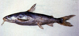 Arius maculatus斑海鯰