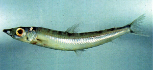 Glossanodon semifasciatus半帶水珍魚