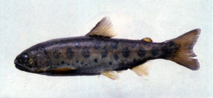 Oncorhynchus masou formosanus[臺灣]櫻花鉤吻鮭