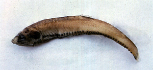 Sigmops elongatus長纖鑽光魚