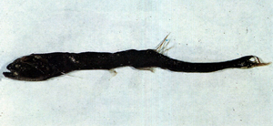Sigmops gracilis纖鑽光魚