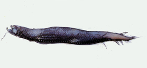 Stomias affinis巨口魚