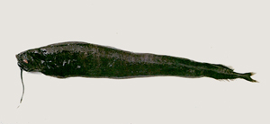 Photonectes albipennis白鰭袋巨口魚