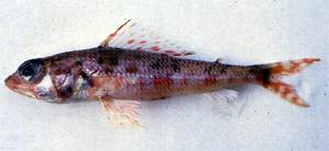 Hime japonica日本姬魚