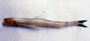Harpadon microchir小鰭鐮齒魚