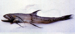 Harpadon nehereus印度鐮齒魚