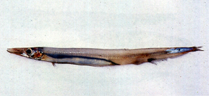 Lestrolepis japonica日本光鱗魚