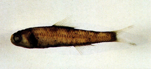 Diaphus chrysorhynchus金鼻眶燈魚