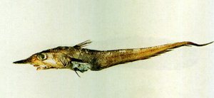 Coelorinchus japonicus日本腔吻鱈