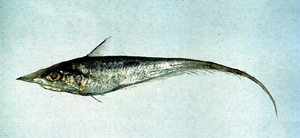Coelorinchus multispinulosus多棘腔吻鱈