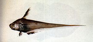 Lucigadus nigromarginatus黑緣梭鱈
