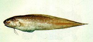 Neobythites sivicola黑潮新鼬魚