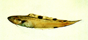 Neobythites stigmosus多斑新鼬魚